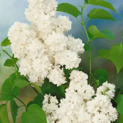 Dufthecke-Blütensträucher XL, 20er-Set, Höhe 80-100 Cm, Topf 12+20 Liter 13 Dufthecke-Blütensträucher XL, 20er-Set, Höhe 80-100 Cm, Topf 12+20 Liter -Fiskar Garten Geschaft 0410870557 Dufthecke Solitaer 20er Set 6 124847