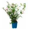 Garten-Hibiskus 'Pink Chiffon®', Rosa, 40-60 Cm Hoch, Topf 5 L