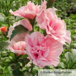 Garten-Hibiskus 'Pink Chiffon®', Rosa, 40-60 Cm Hoch, Topf 5 L -Fiskar Garten Geschaft 0410900545 Hibiscus Pink Chiffon 76684