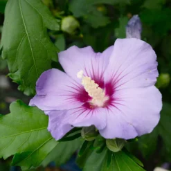Garten-Hibiskus 'Marina', Violettblau, 40 - 60cm Hoch, Topf 5 L -Fiskar Garten Geschaft 0410900546 Hibiscus Marina violettblau 2 113957