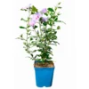 Garten-Hibiskus 'Marina', Violettblau, 40 - 60cm Hoch, Topf 5 L