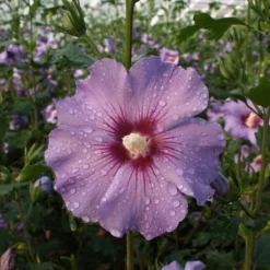 Garten-Hibiskus 'Marina', Violettblau, 40 - 60cm Hoch, Topf 5 L -Fiskar Garten Geschaft 0410900546 koelle Hibiscus Marina1 74247