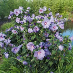 Garten-Hibiskus 'Marina', Violettblau, 40 - 60cm Hoch, Topf 5 L -Fiskar Garten Geschaft 0410900546 koelle Hibiscus Marina 74248