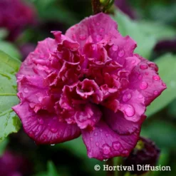 Garten-Hibiskus, Hibiscus Syriacus 'French Cabaret® Red', Rotviolett, 40-60 Cm Hoch, Topf 5 L