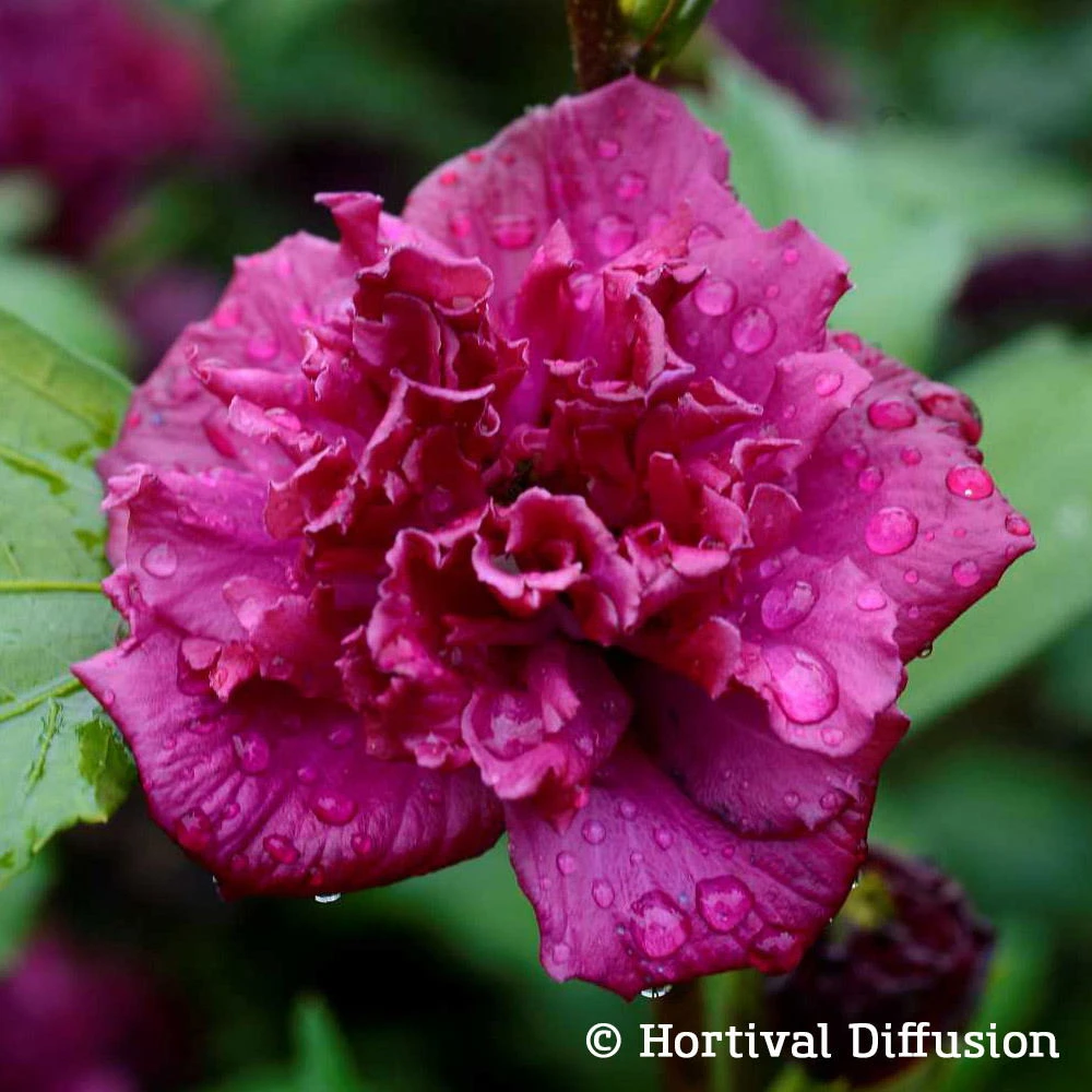 Garten-Hibiskus, Hibiscus Syriacus 'French Cabaret® Red', Rotviolett, 40-60 Cm Hoch, Topf 5 L 1 Garten-Hibiskus, Hibiscus Syriacus 'French Cabaret® Red', Rotviolett, 40-60 Cm Hoch, Topf 5 L