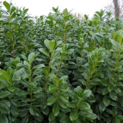 5er-Set Kirschlorbeer Prunus Laurocerasus "Novita", Höhe 40-60 Cm, Im 5 Liter Topf