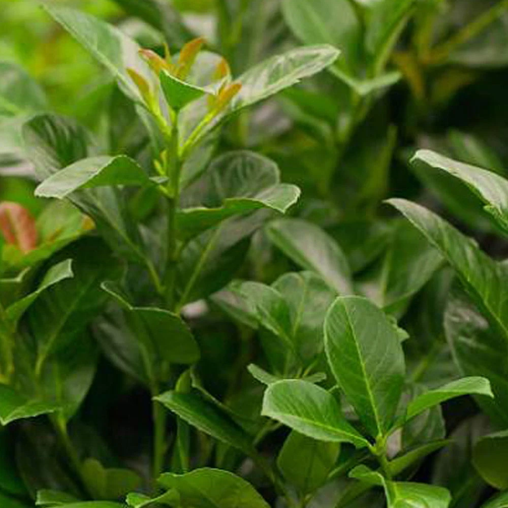 Kirschlorbeer 'Etna'®, 25er-Set, Höhe 60-80 Cm, Topf 7 Liter