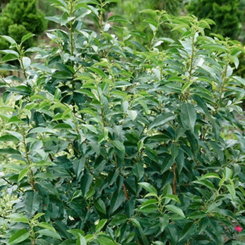 Portugiesischer Lorbeer 'Angustifolia', 3er-Set, Höhe 40-60 Cm, Topf 4,6 Liter 1 Portugiesischer Lorbeer 'Angustifolia', 3er-Set, Höhe 40-60 Cm, Topf 4,6 Liter