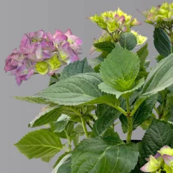 Öfterblühende Gartenhortensie Forever&Ever® Blau, 5 Liter Topf -Fiskar Garten Geschaft 0415200002 hydrangea forever ever blau 4 1 125098