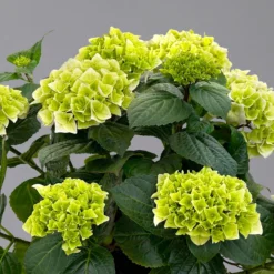 Öfterblühende Gartenhortensie Forever&Ever® Weiß, 5 Liter Topf -Fiskar Garten Geschaft 0415200061 hydrangea forever ever weiss 4 125102