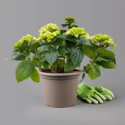 Öfterblühende Gartenhortensie Forever&Ever® Weiß, 5 Liter Topf -Fiskar Garten Geschaft 0415200061 hydrangea forever ever weiss t 125101