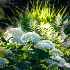 Rispenhortensie 'Limelight'Ⓢ 30/40 Cm, Im 5 L Topf -Fiskar Garten Geschaft 0415300054 Hortensie wei test 124762