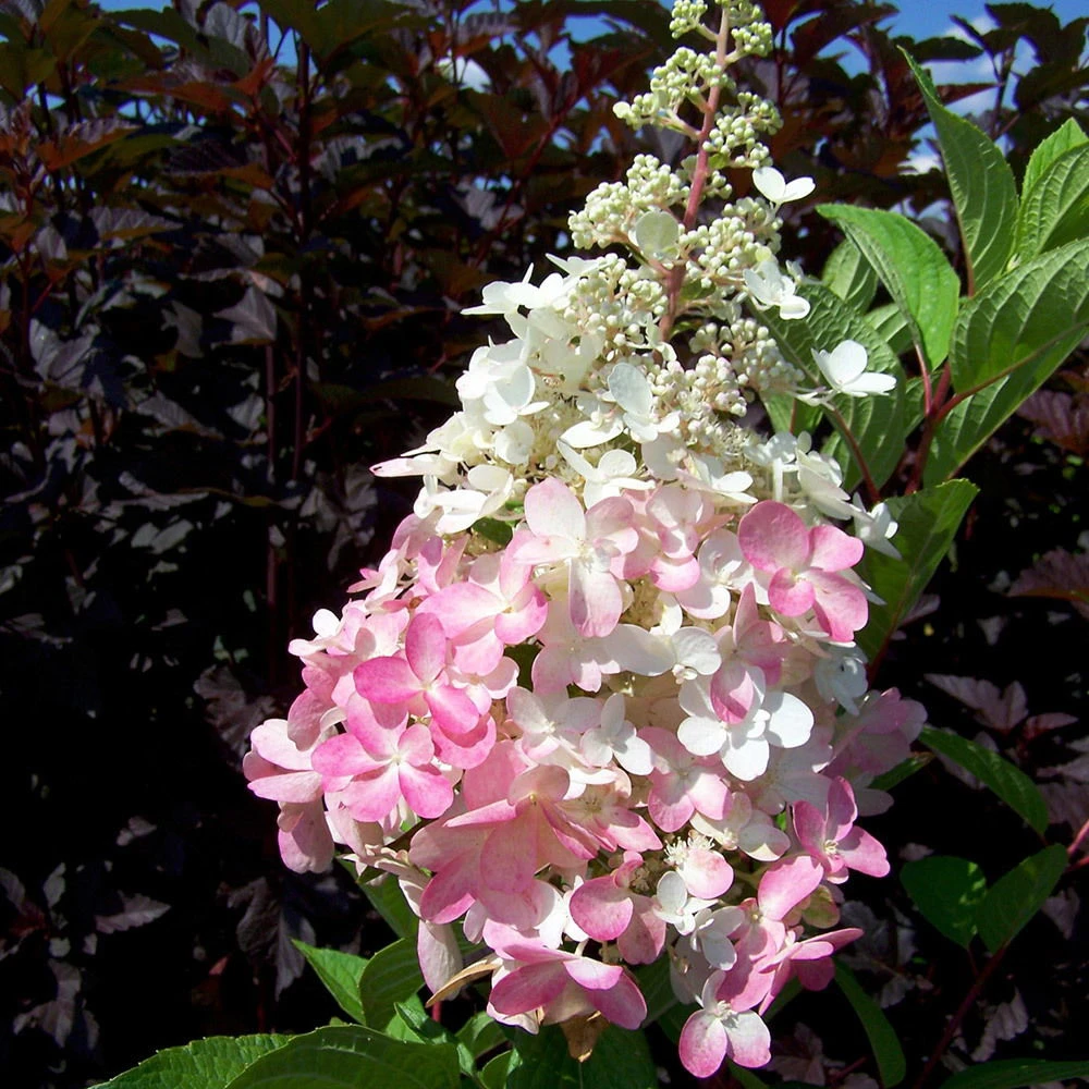 Rispenhortensie 'Pinky Winky'® DVP PinkyⓈ, 3er-Set, Höhe 40-60 Cm Topf 5 L 1 Rispenhortensie 'Pinky Winky'® DVP PinkyⓈ, 3er-Set, Höhe 40-60 Cm Topf 5 L