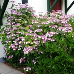 Japanische Berg-Hortensien 'Blue Deckle' & 'Blue Bird', 2er-Set, Topf 4 Liter 9 Japanische Berg-Hortensien 'Blue Deckle' & 'Blue Bird', 2er-Set, Topf 4 Liter -Fiskar Garten Geschaft 0415500167 Hydrangea serrata Blue Deckle Blue Bird 2 104398