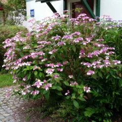 Japanische Berg-Hortensien 'Blue Deckle' & 'Blue Bird', 2er-Set, Topf 4 Liter 10 Japanische Berg-Hortensien 'Blue Deckle' & 'Blue Bird', 2er-Set, Topf 4 Liter -Fiskar Garten Geschaft 0415500167 Hydrangea serrata Blue Deckle Blue Bird 3 104399