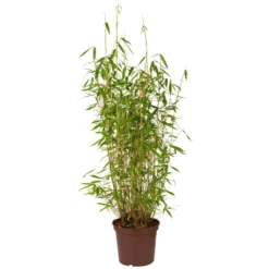 Fiskar Garten Geschaft 33 Fiskar Garten Geschaft -Fiskar Garten Geschaft 0425100066 Gartenbambus fargesia superjumbo1 64854 2