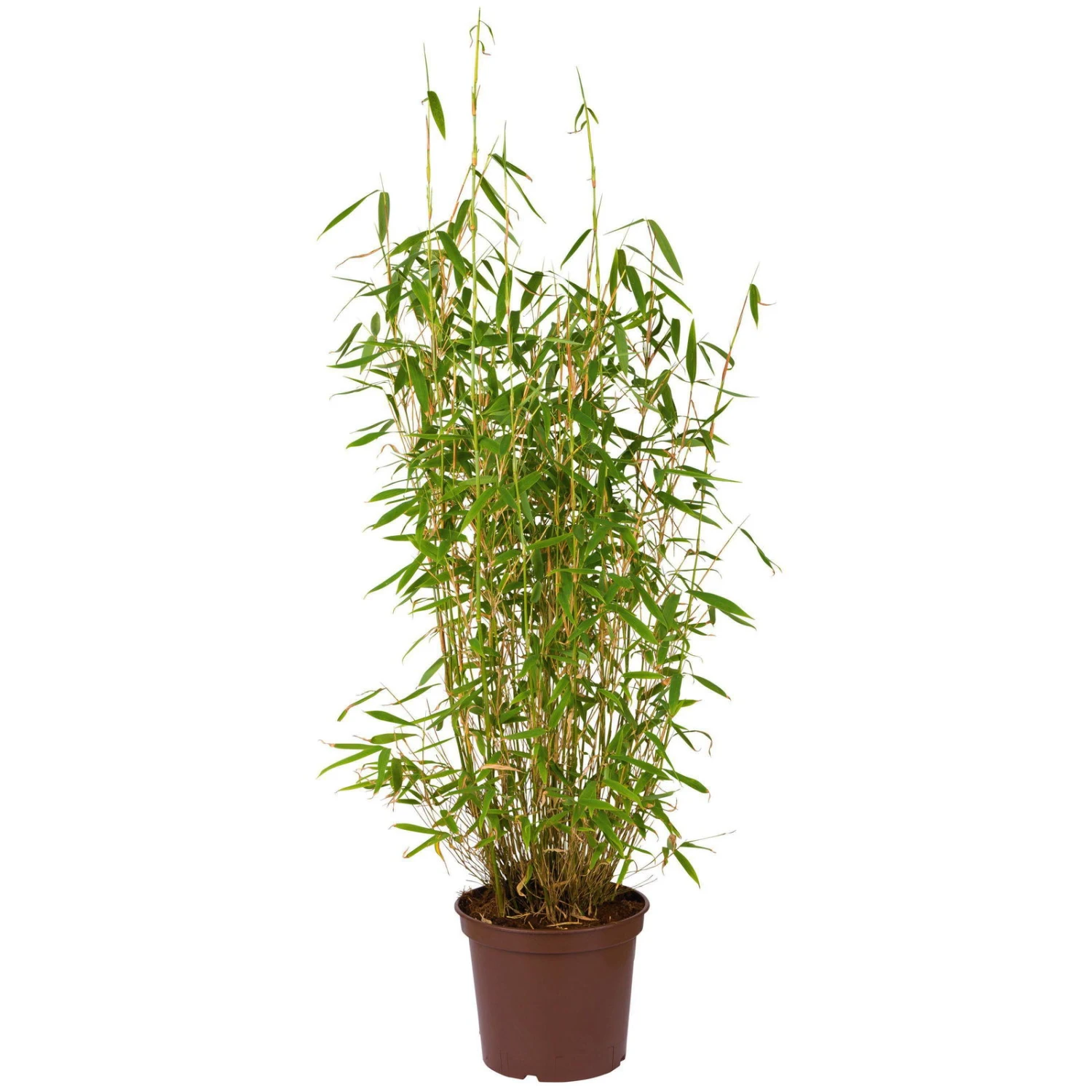 Bambus-Hecken-Set Fargesia 'Jumbo', 30er-Set, Höhe 40-60 Cm, Topf 5 Liter 2 Bambus-Hecken-Set Fargesia 'Jumbo', 30er-Set, Höhe 40-60 Cm, Topf 5 Liter – Bild 2
