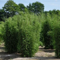 15er-Set Bambus-Hecken-Set Fargesia 'Jiuzhaigou 1', Höhe 80-100 Cm, Im 7,5 Liter Topf -Fiskar Garten Geschaft 0425100161 Bambus Kollektion Jiuhaigou 80 100 7 5l Topf 02 48724