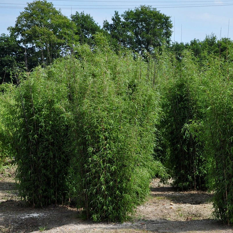 15er-Set Bambus-Hecken-Set Fargesia 'Jiuzhaigou 1', Höhe 80-100 Cm, Im 7,5 Liter Topf – Bild 3