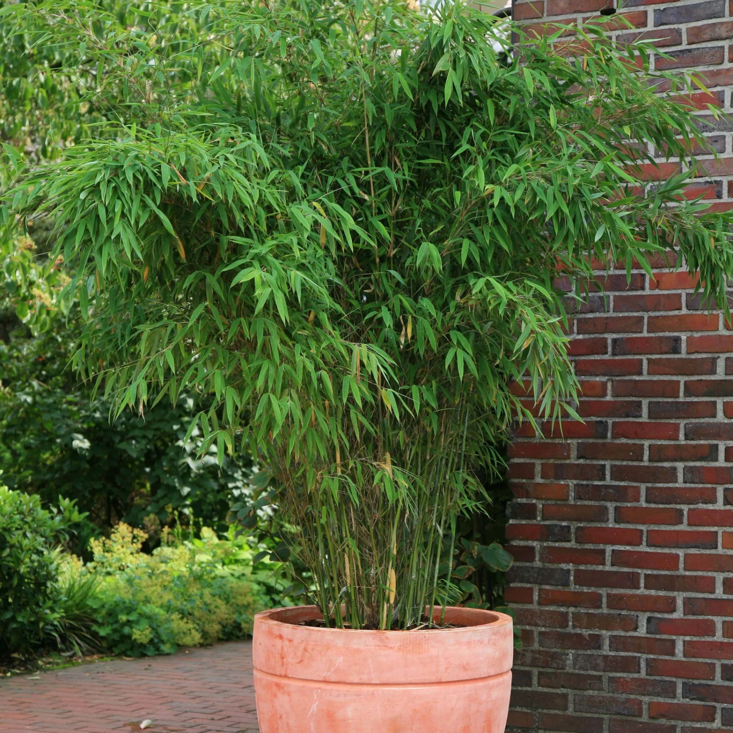 Bambus-Hecken-Set Fargesia 'Jumbo', 30er-Set, Höhe 40-60 Cm, Topf 5 Liter 1 Bambus-Hecken-Set Fargesia 'Jumbo', 30er-Set, Höhe 40-60 Cm, Topf 5 Liter