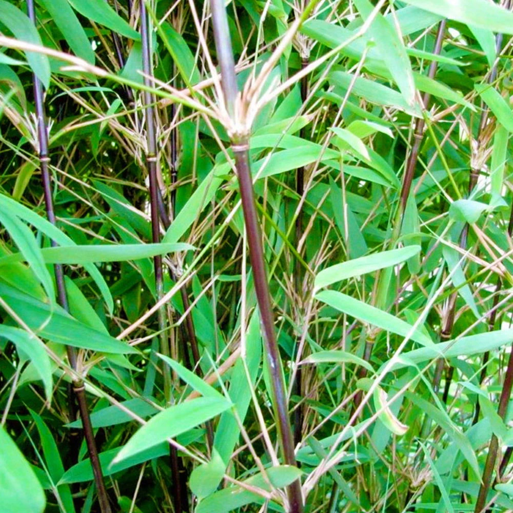 Schwarzer Gartenbambus 'Black Pearl', 25er-Set, Höhe 80-100, Topf 10 Liter 1 Schwarzer Gartenbambus 'Black Pearl', 25er-Set, Höhe 80-100, Topf 10 Liter