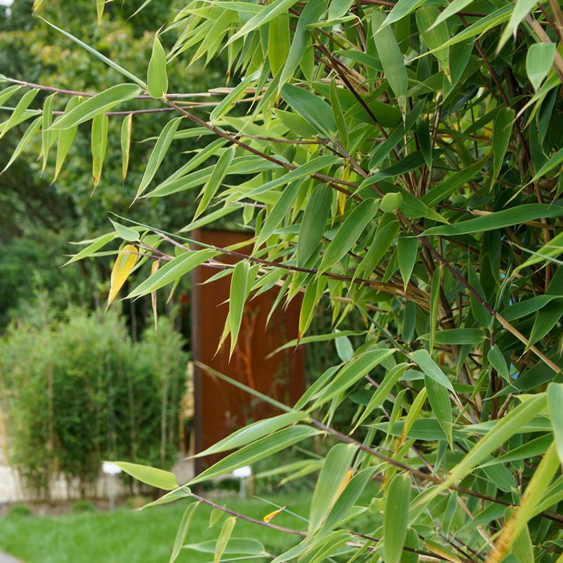 25er-Set Fargesia Spathacea "Red Zebra"®, Zebrabambus, Höhe 80-100 Cm, Im 10 Liter Topf 1 25er-Set Fargesia Spathacea "Red Zebra"®, Zebrabambus, Höhe 80-100 Cm, Im 10 Liter Topf