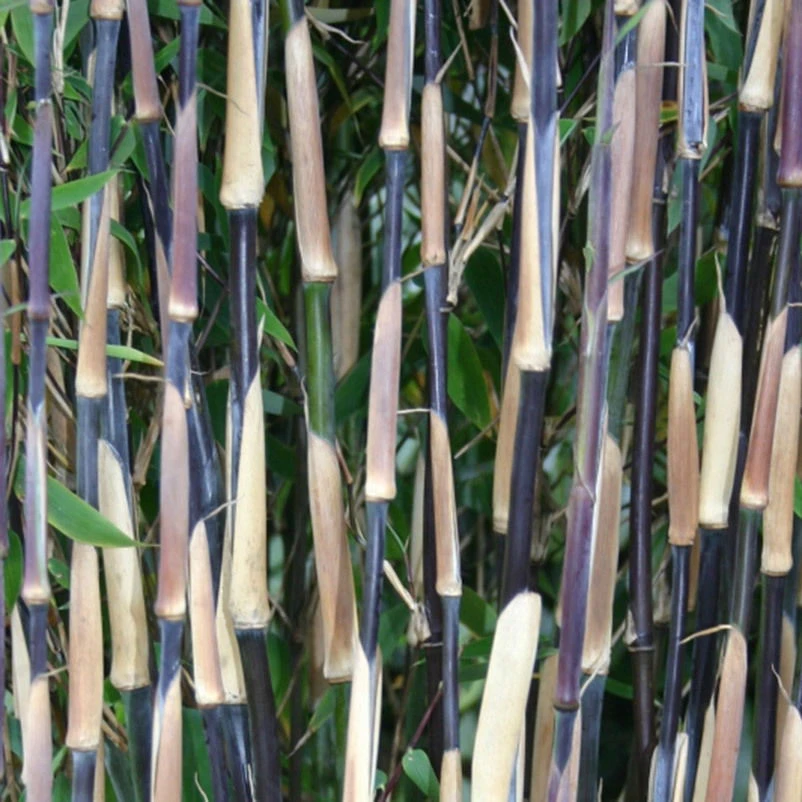 25er-Set Fargesia Spathacea "Red Zebra"®, Zebrabambus, Höhe 80-100 Cm, Im 10 Liter Topf 2 25er-Set Fargesia Spathacea "Red Zebra"®, Zebrabambus, Höhe 80-100 Cm, Im 10 Liter Topf – Bild 2
