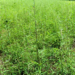 Schwarzrote Gartenbambus 'Jiuzhaigou 4 - Black Cherry', 2er -Set, Topf 10 Liter