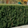 Heckeneibe Taxus Baccata 'Westerstede', 30er-Set, Höhe 50-60 Cm, Topf 7,5 Liter