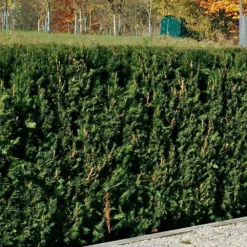 Heckeneibe Taxus Baccata 'Westerstede', 30er-Set, Höhe 50-60 Cm, Topf 7,5 Liter