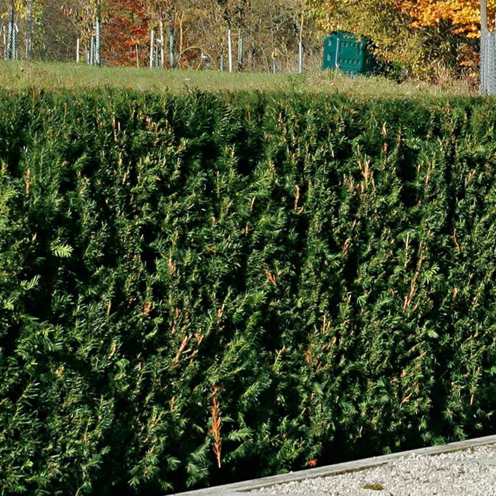 Heckeneibe Taxus Baccata 'Westerstede', 30er-Set, Höhe 50-60 Cm, Topf 7,5 Liter 1 Heckeneibe Taxus Baccata 'Westerstede', 30er-Set, Höhe 50-60 Cm, Topf 7,5 Liter