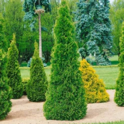 Smaragd-Lebensbaum, Thuja Occ. 'Smaragd', 50er-Set, Höhe 40-60 Cm, Topf 5 Liter