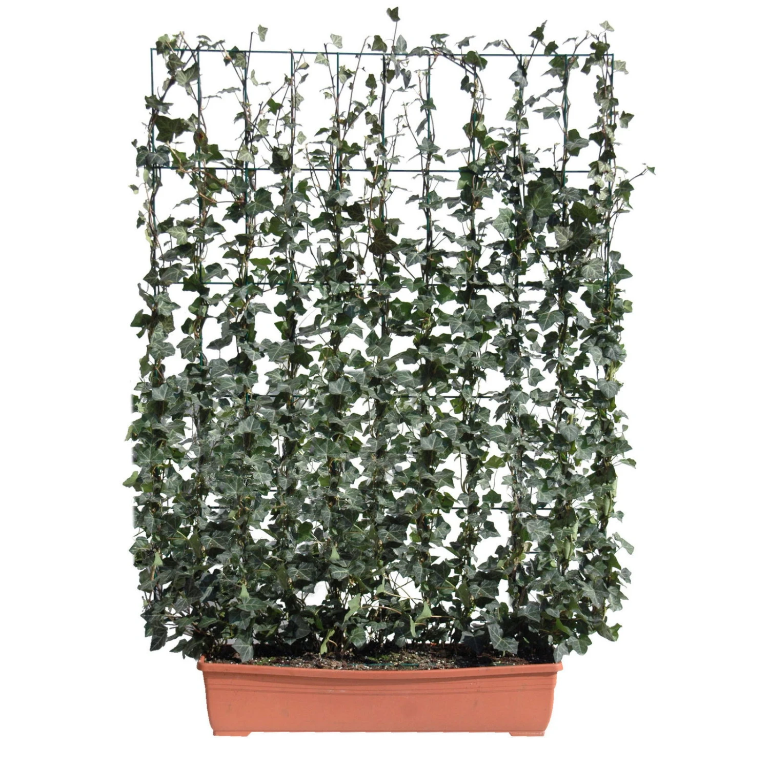 Hecke Am Laufenden Meter® Efeu, 130x100 Cm 1 Hecke Am Laufenden Meter® Efeu, 130x100 Cm