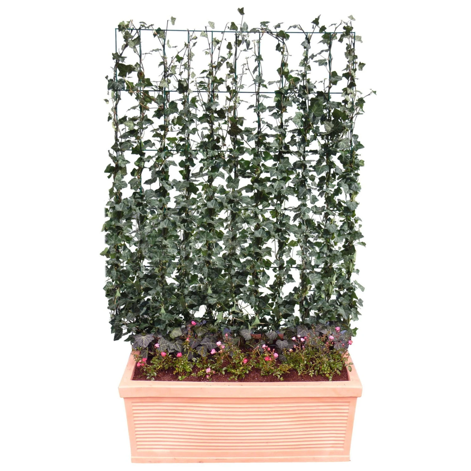 Hecke Am Laufenden Meter® Efeu, 130x100 Cm 2 Hecke Am Laufenden Meter® Efeu, 130x100 Cm – Bild 2