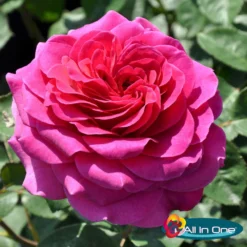 Duftende Edelrose 'Laudatio'®, Purpur-pinkviolett, Doppelbogen, Topf 10 Liter -Fiskar Garten Geschaft 0460100694 Laudatio All in One Premium Edelrose Co 6l mLogo All in one 51170