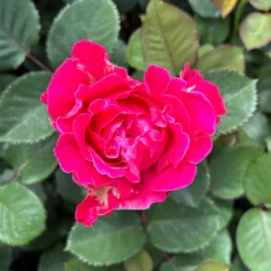 Duftende Edelrose 'Kölle's Rosensymphonie'®, Kräftig Pink, Topf 6 Liter -Fiskar Garten Geschaft 0460100701 Rosensymphonie Edelrose pink 4 126452