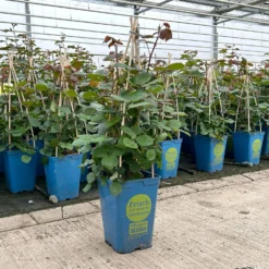 Duftende Edelrose 'Kölle's Rosensymphonie'®, Kräftig Pink, Topf 6 Liter -Fiskar Garten Geschaft 0460100701 edelrose koelles rosensymphonie premium 1 124028