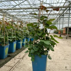 Duftende Edelrose 'Kölle's Rosensymphonie'®, Kräftig Pink, Topf 6 Liter -Fiskar Garten Geschaft 0460100701 edelrose koelles rosensymphonie premium 2 124027