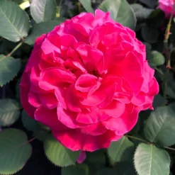 Duftende Edelrose 'Kölle's Rosensymphonie'®, Pink, Doppelbogen, Topf 7,5 Liter -Fiskar Garten Geschaft 0460100701 KB Koelles Rosensymphonie Edelrose Cont 6l 02 51150 1