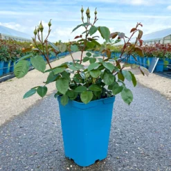 Beetrose 'Westart®', Leuchtend Goldgelb, Topf 6 Liter