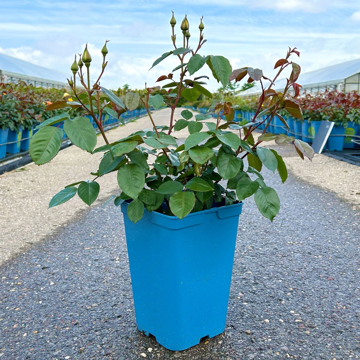 Beetrose 'Westart®', Leuchtend Goldgelb, Topf 6 Liter 1 Beetrose 'Westart®', Leuchtend Goldgelb, Topf 6 Liter