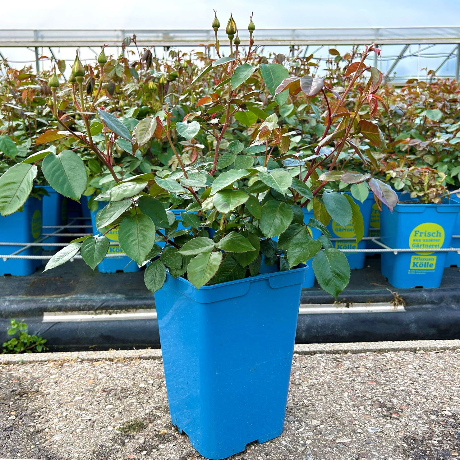 Beetrose 'Westart®', Leuchtend Goldgelb, Topf 6 Liter 4 Beetrose 'Westart®', Leuchtend Goldgelb, Topf 6 Liter – Bild 4