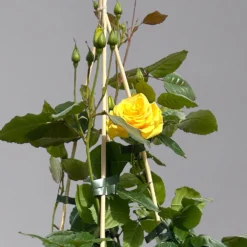 Beetrose 'Westart®', Leuchtend Goldgelb, Topf 6 Liter 17 Beetrose 'Westart®', Leuchtend Goldgelb, Topf 6 Liter -Fiskar Garten Geschaft 0460200714 beetrose weststart premium 1 124084