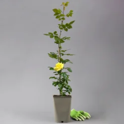 Beetrose 'Westart®', Leuchtend Goldgelb, Topf 6 Liter 18 Beetrose 'Westart®', Leuchtend Goldgelb, Topf 6 Liter -Fiskar Garten Geschaft 0460200714 beetrose weststart premium 2 124085