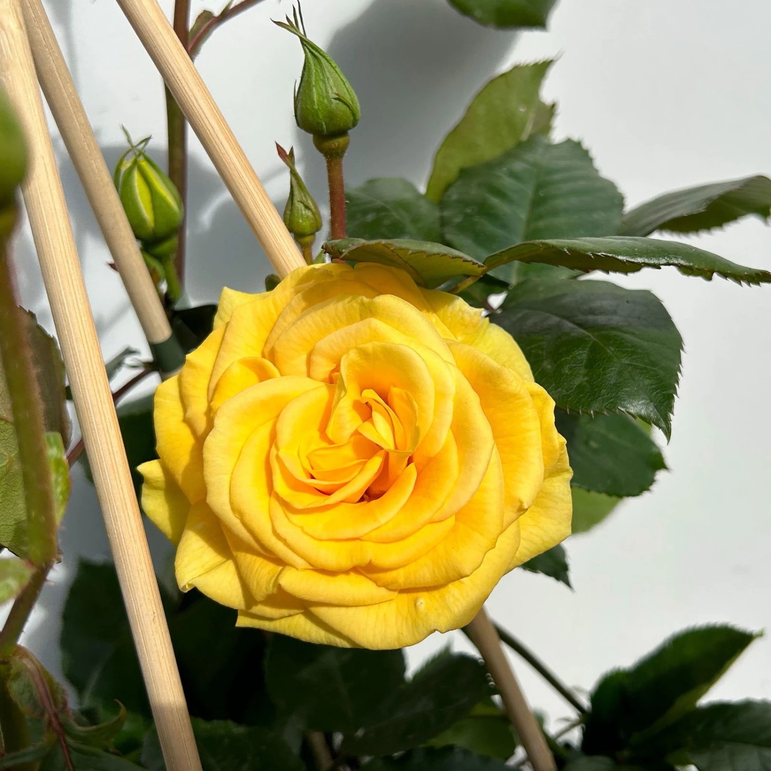 Beetrose 'Westart®', Leuchtend Goldgelb, Topf 6 Liter 3 Beetrose 'Westart®', Leuchtend Goldgelb, Topf 6 Liter – Bild 3