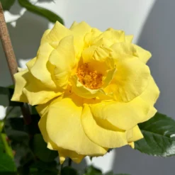 Beetrose 'Westart®', Leuchtend Goldgelb, Topf 6 Liter 20 Beetrose 'Westart®', Leuchtend Goldgelb, Topf 6 Liter -Fiskar Garten Geschaft 0460200714 beetrose weststart premium 8 123888