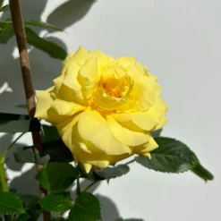 Beetrose 'Westart®', Leuchtend Goldgelb, Topf 6 Liter 21 Beetrose 'Westart®', Leuchtend Goldgelb, Topf 6 Liter -Fiskar Garten Geschaft 0460200714 beetrose weststart premium 9 123890