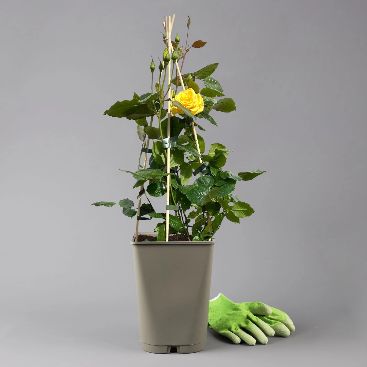 Beetrose 'Westart®', Leuchtend Goldgelb, Topf 6 Liter 2 Beetrose 'Westart®', Leuchtend Goldgelb, Topf 6 Liter – Bild 2