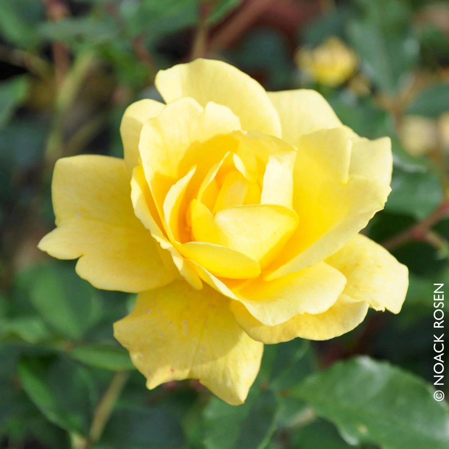 Stammrose 'Westart®', Beetrose, Stammhöhe 60cm Im 7,5 Liter Topf 2 Stammrose 'Westart®', Beetrose, Stammhöhe 60cm Im 7,5 Liter Topf – Bild 2