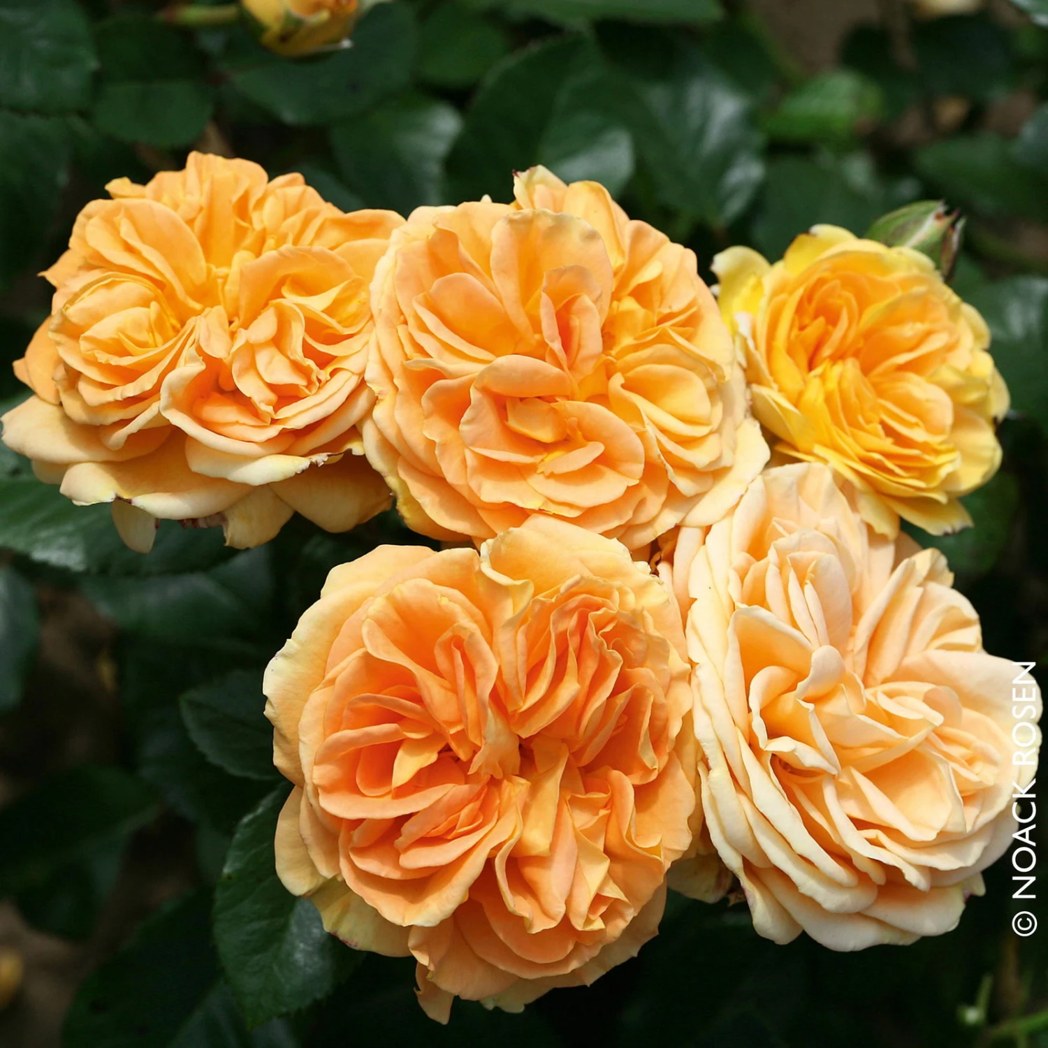 Beetrose 'Timeless®', Ambergelb, Topf 6 Liter 1 Beetrose 'Timeless®', Ambergelb, Topf 6 Liter